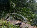 Amat Terkukur - Tukar Tuan Baru Tak Sempat Nak Bwk. Jgn Lupa Like Dan Tekan Subscribers