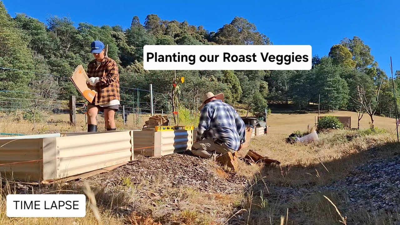 Self Sufficiency - Planting Our Roast Veggies with TIME LAPSE 