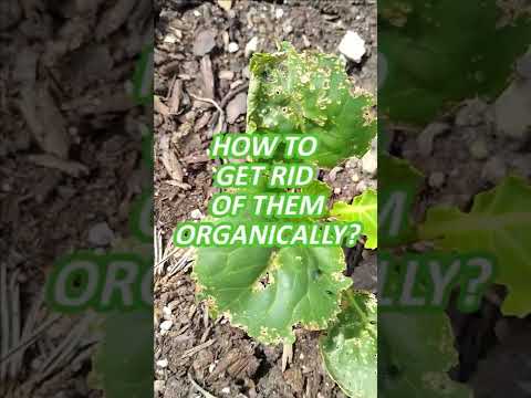 Video: Vegetable Flea Beetle Control - How To Kill Flea Beetles in Vegetables