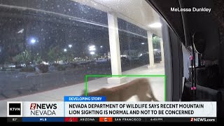 Nevada Department of Wildlife says recent mountain lion sighting is normal