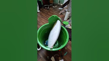 #engineeringprojects #shortsfeed #trending #shorts #wastematerialcraft#innovation #nrtechlearninghub