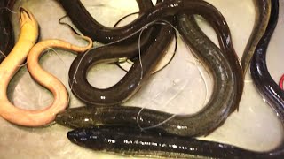 Mancing Belut Monster Pas Di Sarangnya Sampai Kuwalahan