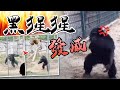 【on.cc東網】遊客逼爆動物園　黑猩猩嫌嘈掟石？