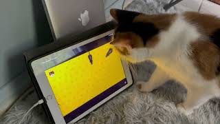 Cat plays mouse game! screenshot 3