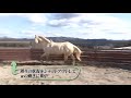 宮田朋典の「馬と人との共生メソッド」　Part 1　グランドワーク① 〜馬とのコンタクト〜