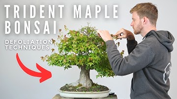 Bonsai Defoliation Techniques | Bonsai-U