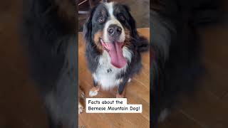 Here are some facts about The Bernese Mountain Dog! Let us know what breed you’d like to know about!