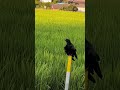 舟木一夫さん「さくら仁義」。ハシボソガラスはクチバシが細くガーガーと鳴き歩いて移動、田舎好き。一方ハシブトガラスはクチバシが太くオデコが出っ張りカァーカァーと鳴きピョンピョンと移動、都会好き。