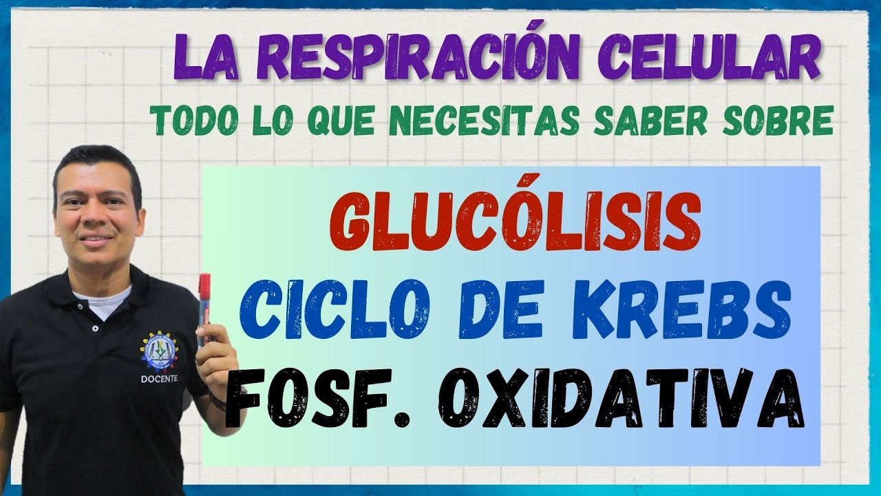 🏅 Respiración celular: CICLO DE KREBS, GLUCOLISIS Y FOSFORILACIÓN OXIDATIVA fácil paso a paso
