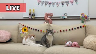 もちまる日記の配信のサムネイル画像