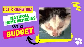 How To Treat Cats And Kittens Ringworm Home Treatment With Natural Home Remedies