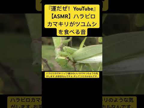 【ASMR】ハラビロカマキリがツユムシを食べる音 #sdgs #虫の音 #insects #asmr #虫の声 #bug #sound #yt #chewing #eating #video