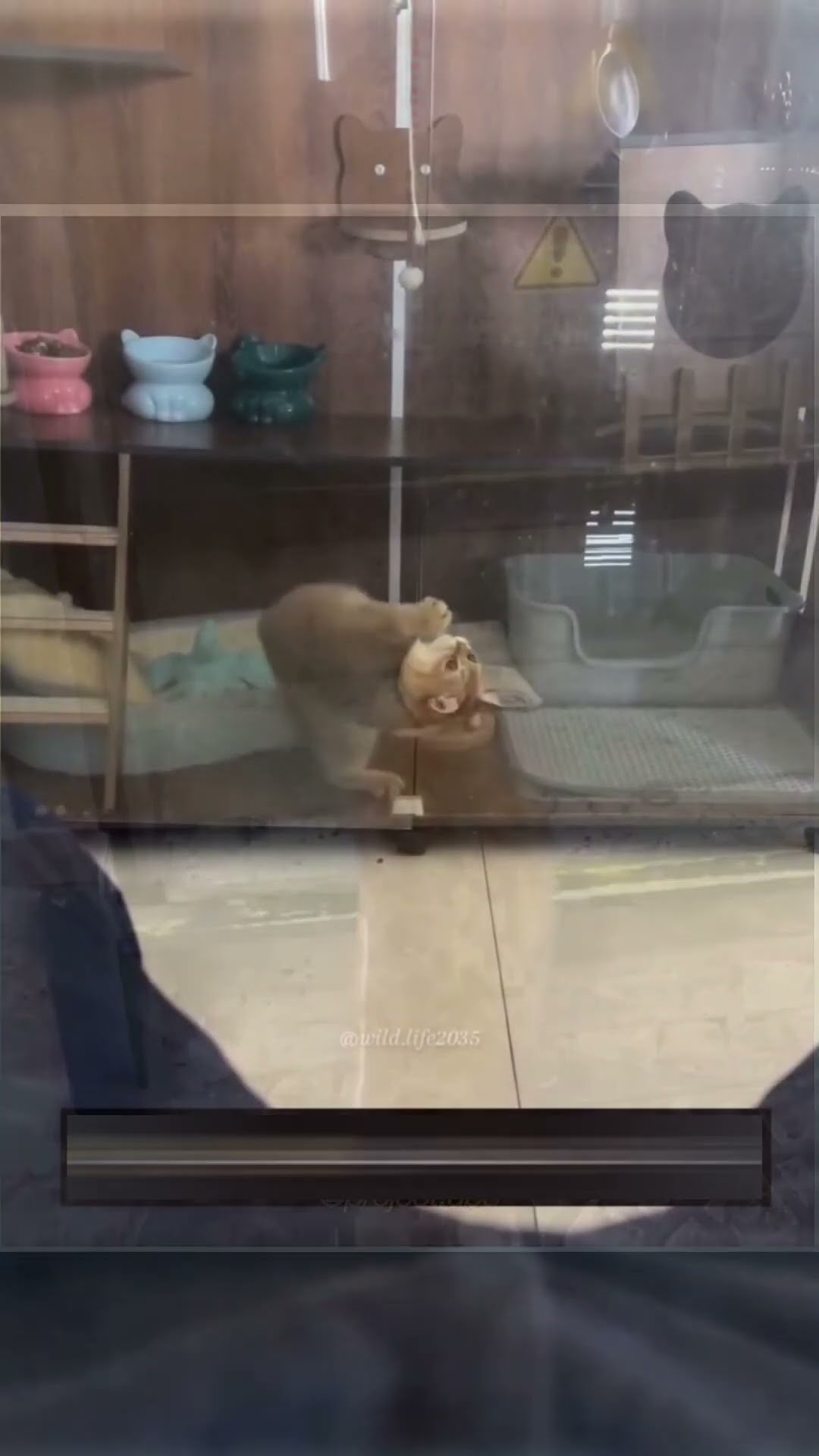 Cat flexibility test #shortvideo