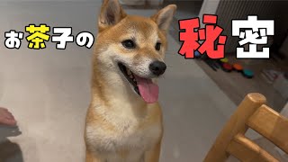 秘密を暴露された柴犬