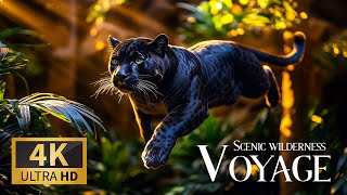 Scenic Wilderness Voyage 4K 🌄 Marvellous Expedition Wildlife Documentary with Serene Piano Waves 🎶
