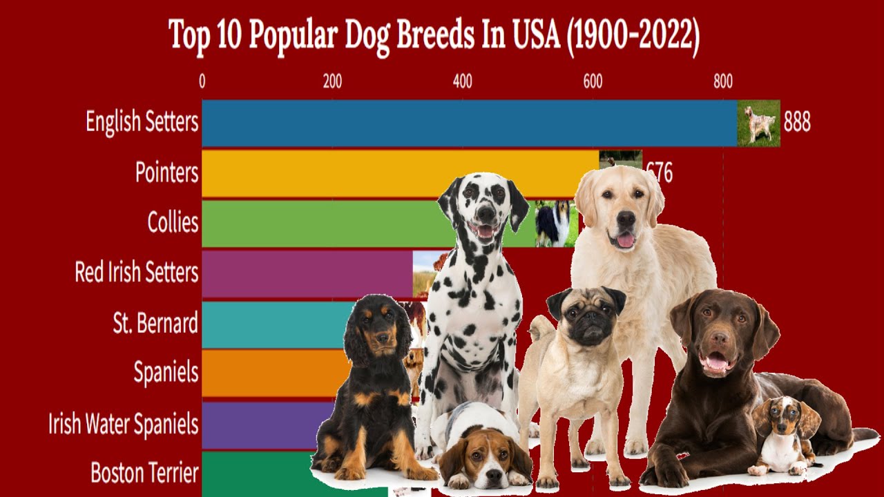 Top 10 Popular Dog Breeds In USA (1900 2022) Smart Ranking Charts