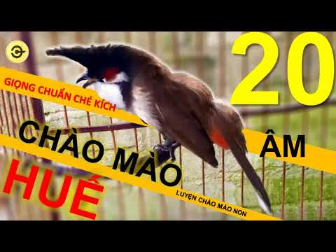 Mới ] Luyện Giọng Chào Mào Huế Đảo Giọng 20 Âm - Không Tạp Âm , Chào Mào Huế  Hót Hay - Youtube