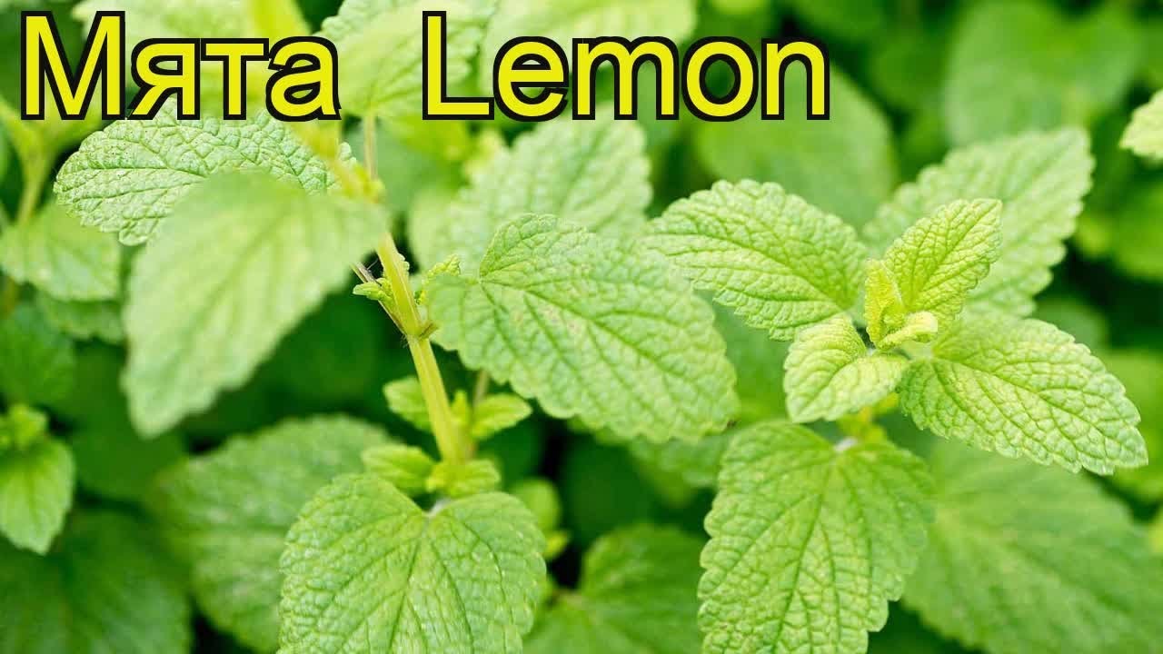 Мята лимон (Мята Lemon). Краткий обзор, описание характеристик, где ...