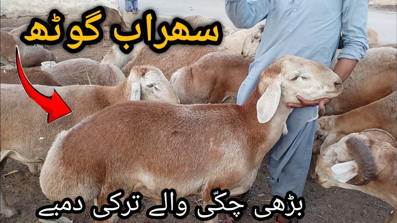 Shorab Goth Turkey Dumba Latest Ret Update Karachi | Al-Asif Square Sohrab Goth Dumba Mandi