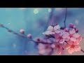 Seamless loop able video clips with particle dusts and pink flowers