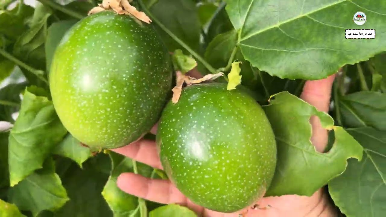 إحترف زراعة الباشن فروت ملف كامل عن زراعة الباشن فروت زراعة الباشن فروت من البذرة والعقلة الي الحصاد