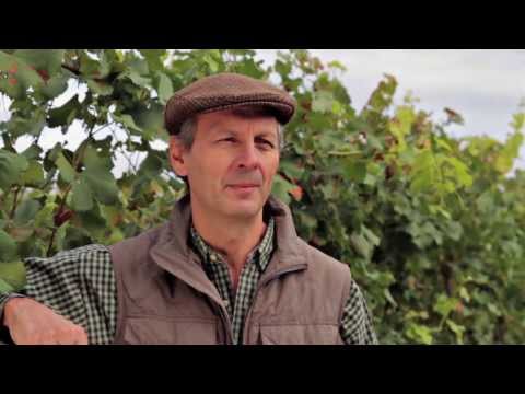 Video: Är barboursville vingård hundvänlig?