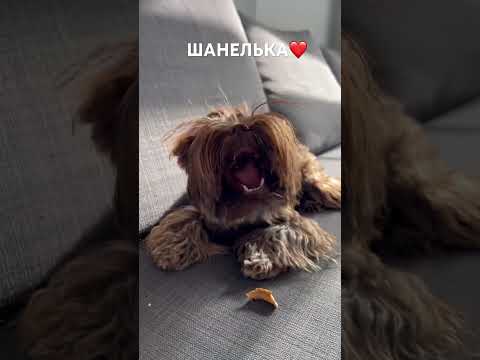 ШОКОЛАДНЫЙ ЙОРК И БАРАНКА#турция #türkiye #shorts #smalldog #köpek