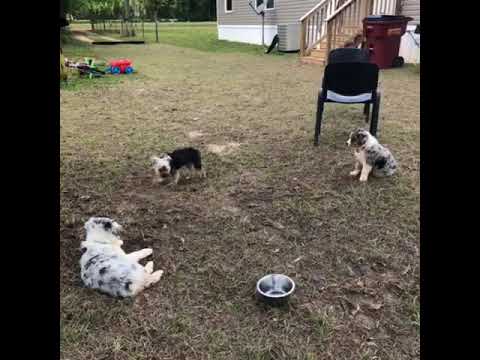 sports news Konner, the lost PTSD therapy pup from Baker Florida - Video by Debbie Moore