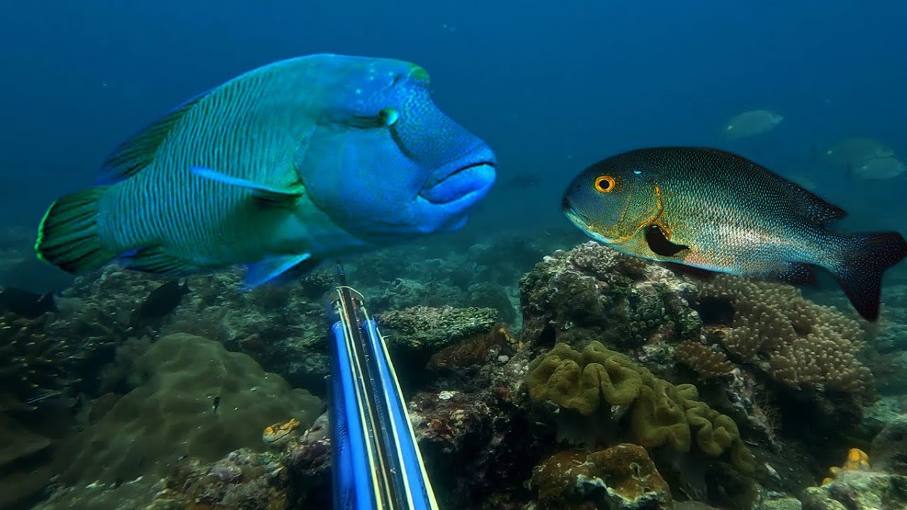 Berburu Di Sarang Ikan Napoleon Dan hampir menembaknya