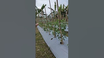 Cara atasi busuk batang cabai