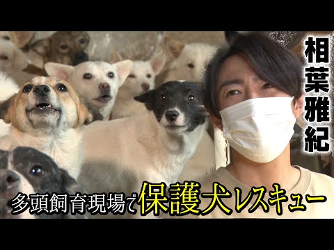 相葉雅紀が２７匹の多頭飼育の現場へ！保護犬レスキュー！【part1】