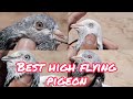 Best high flyer pigeon pair  high flyer pair  majid pigeon care