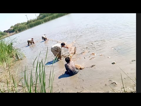 Video: Vəhşi düyü gölməçəni ələ keçirəcəkmi?