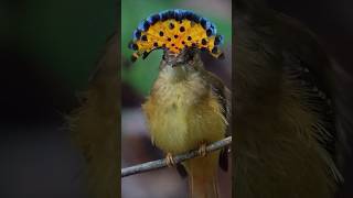 🌺👑 Royal Flycatcher Bird – ఈ “Crown Bird” చూడగానే షాక్! 🐦✨