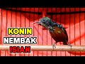 Tembakan Konin Gacor Cocok Dijadikan Pancingan Konin Agar Bunyi Mp3 - Mp4 Download