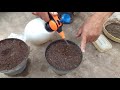 إنبات وزراعة بذور الفراوله  .... Germination and cultivation of strawberry seeds