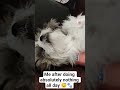 Exhausted from supervising humans 😂 #DogShorts #FunnyPets #ShihTzuLife #CutePets #trendingreel