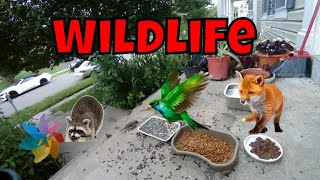 Mother's Day Live Wildlife And Feral Cat Cam!