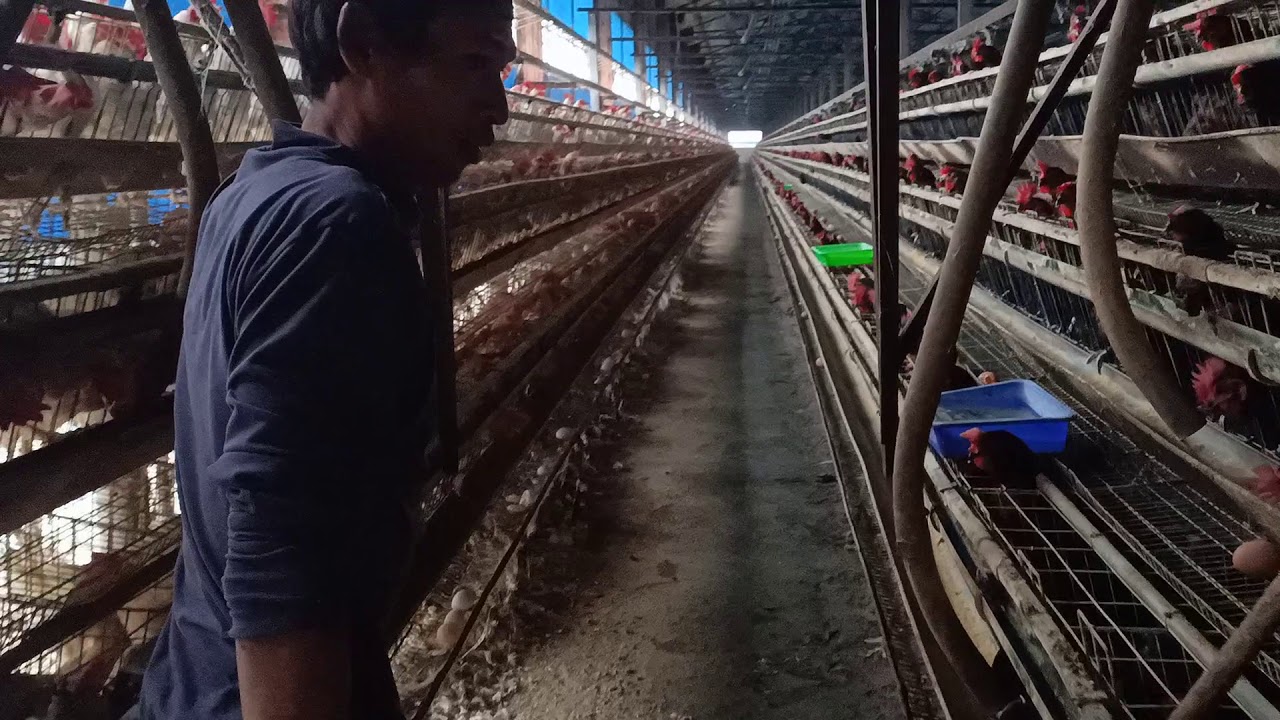 Ayam bertelur 