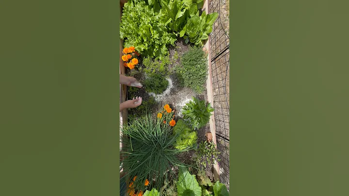 Scrappy Gardening: benefits of using eggshell powder!! 🥚 #gardening #beginner #diy #shorts