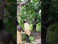 Today's lunch revealed#fpy#hadzabe #hadzabetribe #tribe#survivalless #wildlife #short #shortvideo