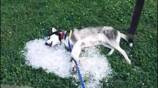 Noble Husky Battles Ferocious Ice Monster! by Husky Obsessed 333 views 2 years ago 16 seconds