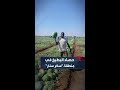 صور ترصد جانبا من عملية حصاد البطيخ في منطقة سكر سنار جنوب شرقي السودان صور ترصد جانبا من عملية حصاد البطيخ في منطقة سكر سنار جنوب شرقي السودان