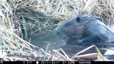 Beaver Outsmarts Trapper on film "Conibear Miss"