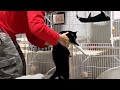みんな部屋覚えているの? #山田猫 #猫まみれ