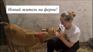 Нам подарили маленькую Джерси! Выпустили всех животных в поля! Отправляем сыры по всей России!