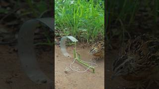 Beautiful Creative Unique Quail Trap Technique