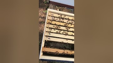 F-frames true foundationless