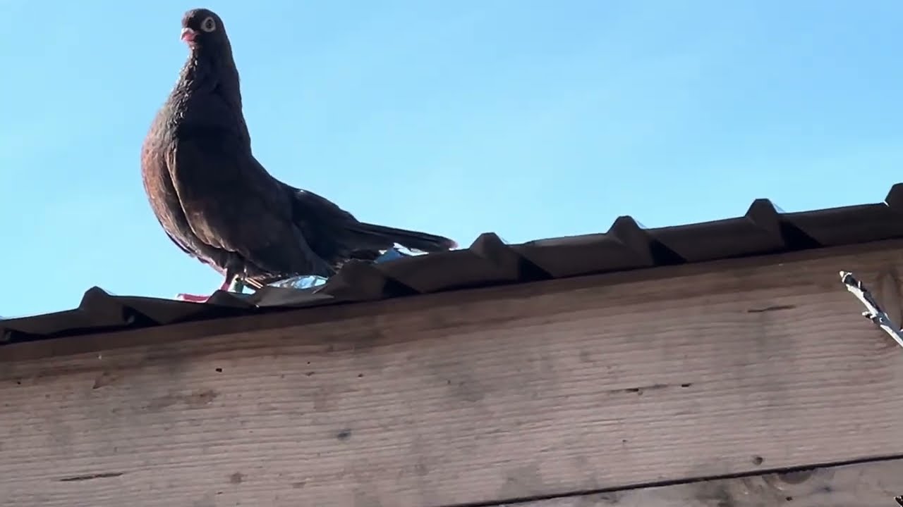 Am scăpat Păuni afară ,au scăpat și porumbei 🤯,cum îi prind ,coliere noi ‼️🕊️🪽