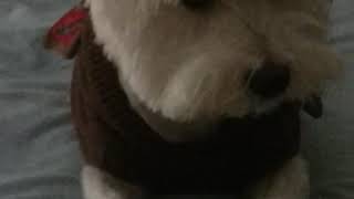 Pup stuck on bed